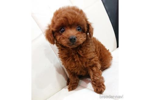 成約済の静岡県のミックス犬-221996の5枚目