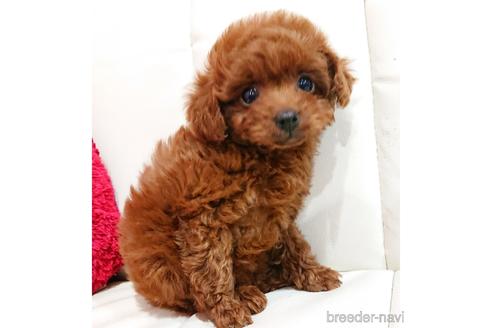 成約済の静岡県のミックス犬-221996の4枚目