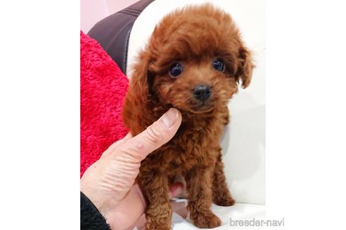 成約済の静岡県のミックス犬-221996の3枚目