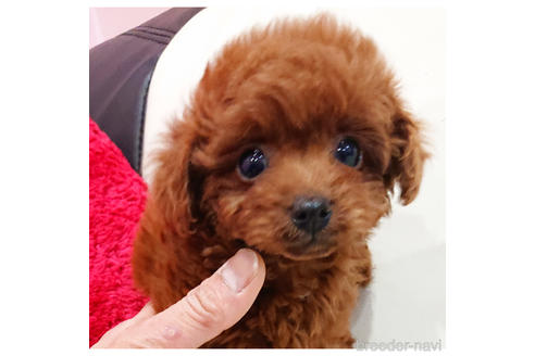 成約済の静岡県のミックス犬-221996の1枚目