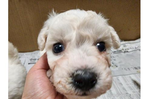 成約済の愛知県のビションフリーゼ-221729の5枚目