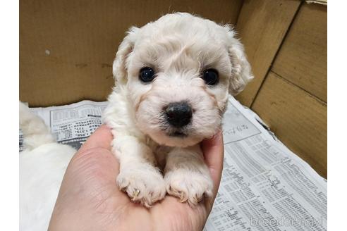 成約済の愛知県のビションフリーゼ-221729の6枚目