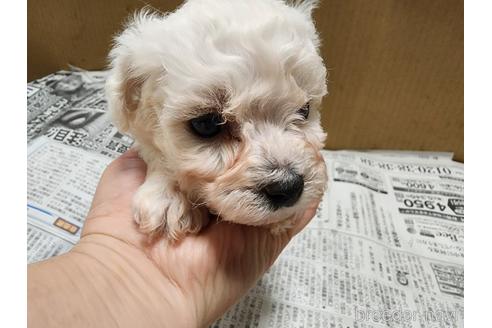 成約済の愛知県のビションフリーゼ-221729の7枚目