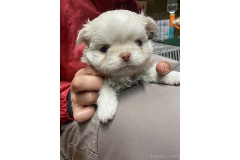 成約済の静岡県のチワワ(ロングコート)-222139の3枚目