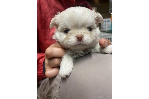 成約済の静岡県のチワワ(ロングコート)-222139の2枚目