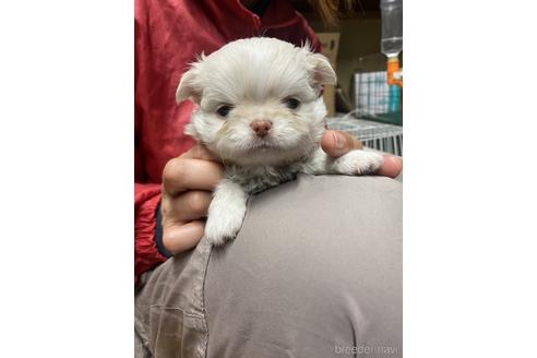 成約済の静岡県のチワワ(ロングコート)-222139