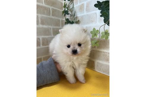 成約済の静岡県のポメラニアン-222142