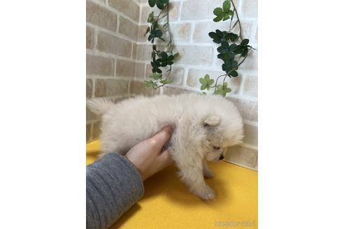 成約済の静岡県のポメラニアン-222148の3枚目