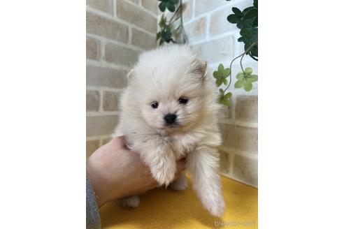 成約済の静岡県のポメラニアン-222148の1枚目