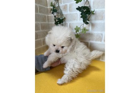 成約済の静岡県のポメラニアン-222148の2枚目