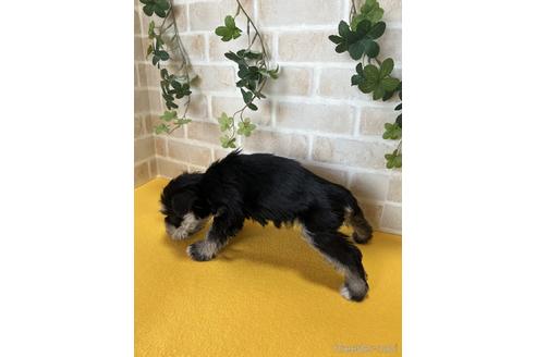 成約済の静岡県のミニチュアシュナウザー-222151の3枚目