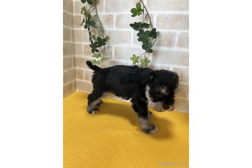 成約済の静岡県のミニチュアシュナウザー-222151の2枚目