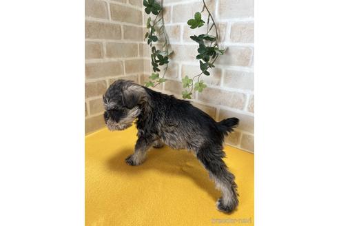 成約済の静岡県のミニチュアシュナウザー-222160の3枚目