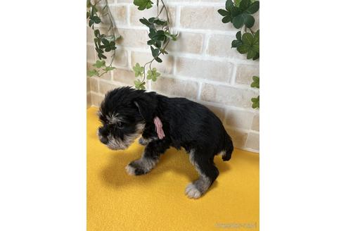 成約済の静岡県のミニチュアシュナウザー-222175の3枚目