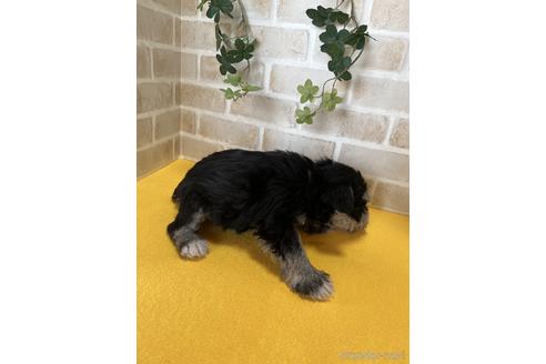 成約済の静岡県のミニチュアシュナウザー-222175の2枚目