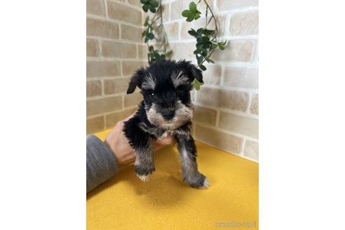 成約済の静岡県のミニチュアシュナウザー-222175の1枚目