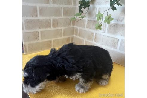 成約済の静岡県のミニチュアシュナウザー-222177の3枚目