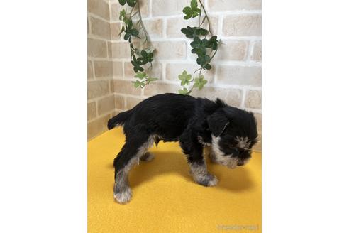 成約済の静岡県のミニチュアシュナウザー-222177の2枚目