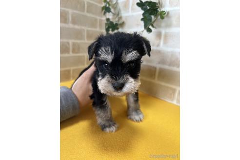 成約済の静岡県のミニチュアシュナウザー-222177の1枚目