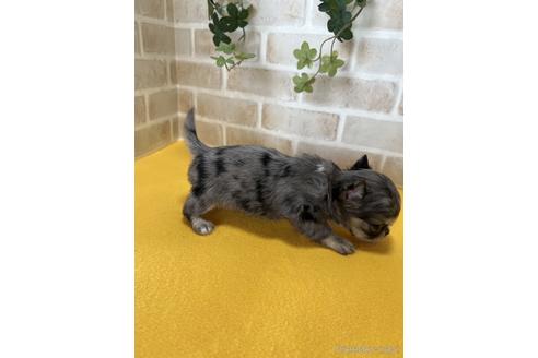 成約済の静岡県のチワワ(ロングコート)-222181の3枚目