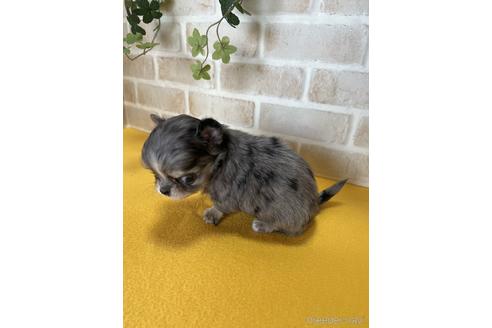 成約済の静岡県のチワワ(ロングコート)-222181の2枚目