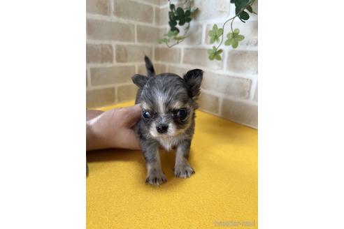 成約済の静岡県のチワワ(ロングコート)-222181の1枚目