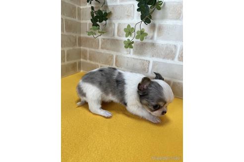 成約済の静岡県のチワワ(ロングコート)-222190の3枚目