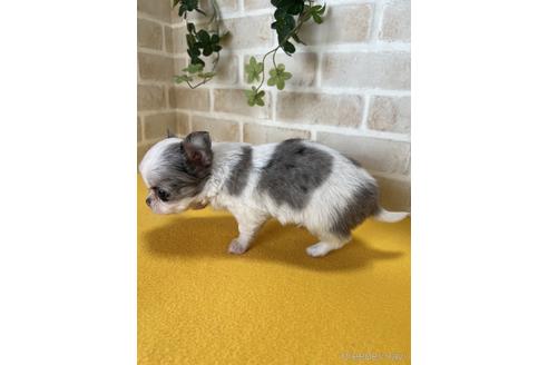 成約済の静岡県のチワワ(ロングコート)-222190の2枚目