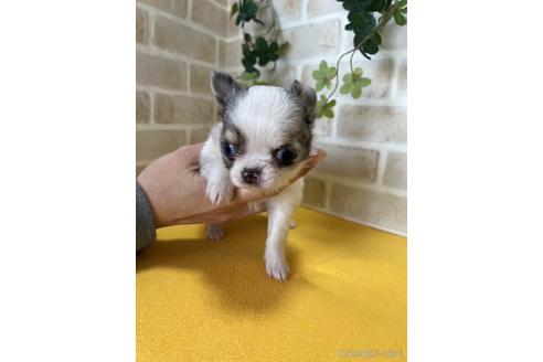 成約済の静岡県のチワワ(ロングコート)-222190の1枚目