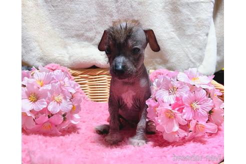 成約済の千葉県のミックス犬-217807の1枚目