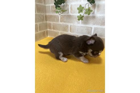 成約済の静岡県のチワワ(ロングコート)-222194の3枚目