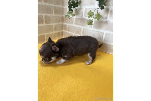 成約済の静岡県のチワワ(ロングコート)-222194の2枚目