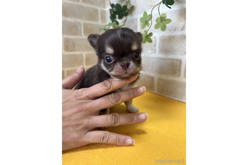 成約済の静岡県のチワワ(ロングコート)-222194の1枚目