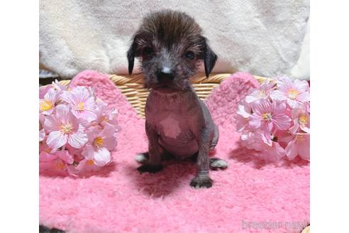 成約済の千葉県のミックス犬-217806の1枚目