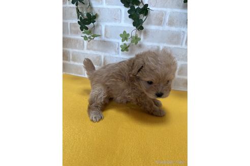 成約済の静岡県のポメプー:ポメラニアン×トイプードル-222201の3枚目