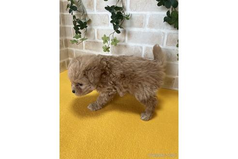 成約済の静岡県のポメプー:ポメラニアン×トイプードル-222201の2枚目