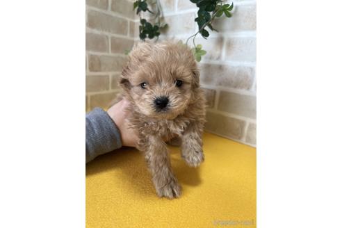 成約済の静岡県のポメプー:ポメラニアン×トイプードル-222201