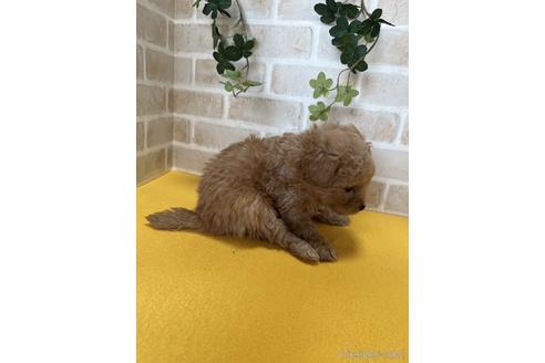 成約済の静岡県のポメプー:ポメラニアン×トイプードル-222205の3枚目