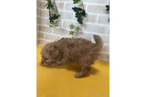 成約済の静岡県のポメプー:ポメラニアン×トイプードル-222205の2枚目