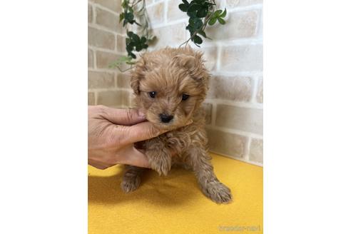 成約済の静岡県のポメプー:ポメラニアン×トイプードル-222205