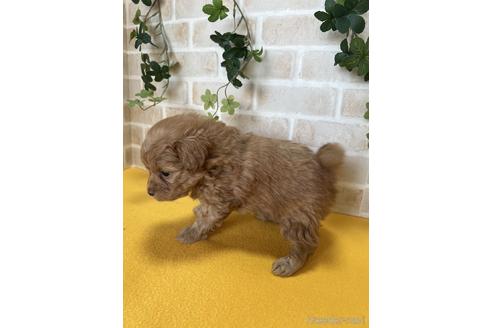 成約済の静岡県のポメプー:ポメラニアン×トイプードル-222206の2枚目