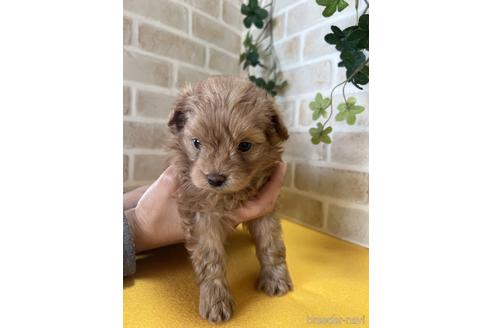 成約済の静岡県のポメプー:ポメラニアン×トイプードル-222206