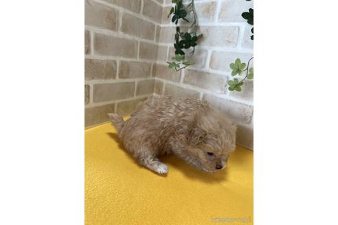 成約済の静岡県のポメプー:ポメラニアン×トイプードル-222208の3枚目