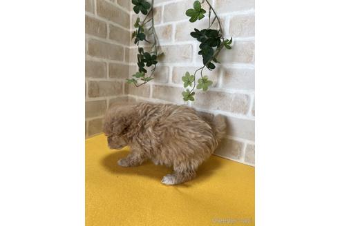 成約済の静岡県のポメプー:ポメラニアン×トイプードル-222208の2枚目