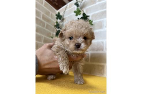 成約済の静岡県のポメプー:ポメラニアン×トイプードル-222208