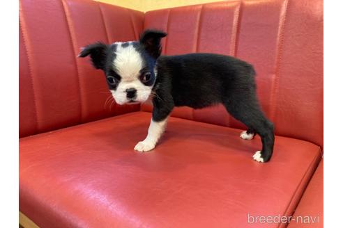 成約済の京都府のミックス犬-222211の4枚目