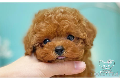 成約済の愛知県のティーカッププードル-222221