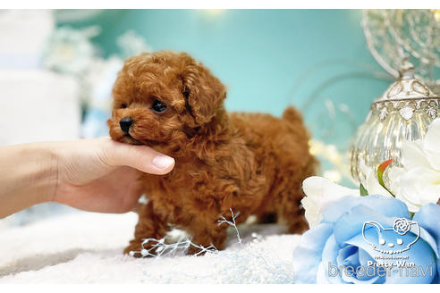 成約済の愛知県のティーカッププードル-222221の3枚目