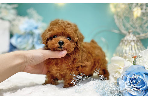 成約済の愛知県のティーカッププードル-222221の2枚目