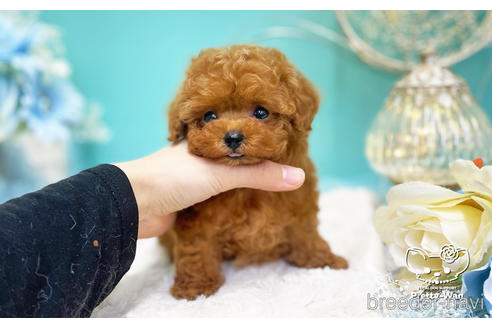 成約済の愛知県のティーカッププードル-222221の5枚目